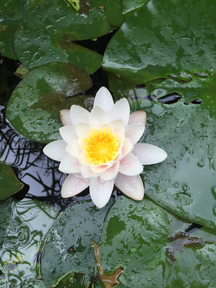 睡莲，冥想，禅，池，禅池，花，花瓣，叶