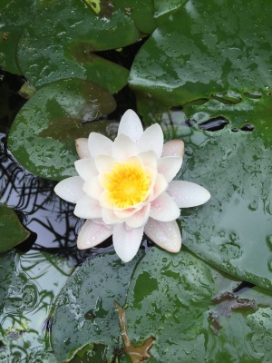 睡莲，冥想，禅，池，禅池，花，花瓣，叶