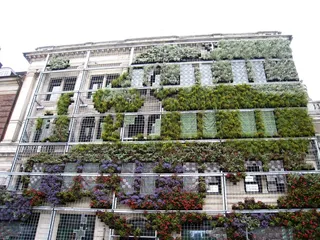 丹麦, 哥本哈根, 建设, 植物, 覆层, 颜色, 夏季, 窗口