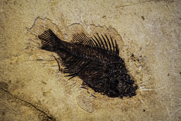 鱼再版，沙里的鱼，沙里的痕迹，痕迹，沙里，再版，植被，化石