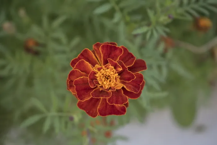 花，火鸡夏天，开花，开花，关闭，自然，植物，花园