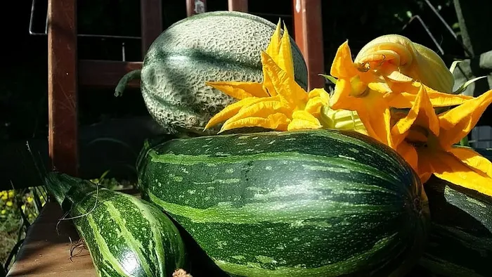 每日收获：西葫芦，西葫芦花和瓜类！