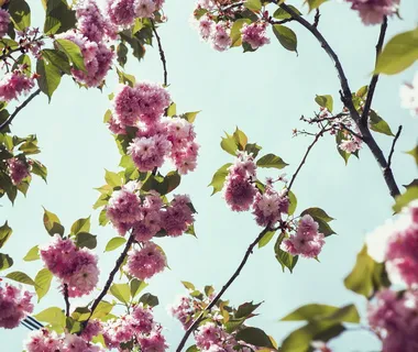 樱花和新鲜春叶的中特写照片 樱花和新鲜春叶的中特写照片