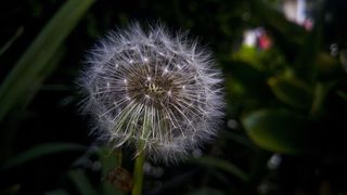 蒲公英，前景，植物，自然，花朵，蒲公英，夏天，新鲜度