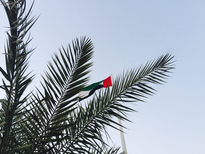 阿拉伯联合酋长国，ajman，سايةالعلم，树，棕榈树，棕榈叶，树叶，树枝