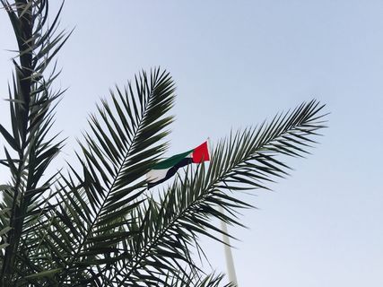 阿拉伯联合酋长国，ajman，سايةالعلم，树，棕榈树，棕榈叶，树叶，树枝