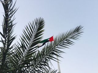 阿拉伯联合酋长国，ajman，سايةالعلم，树，棕榈树，棕榈叶，树叶，树枝