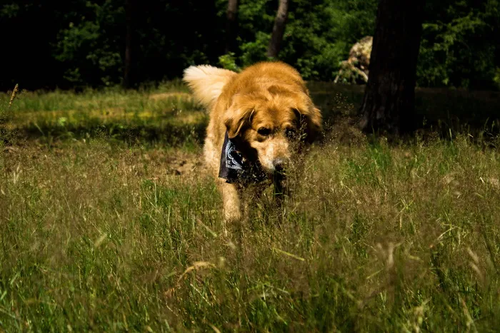 dog，特写，macro，goldenretriever，dog特写，dog macro，rex，summer