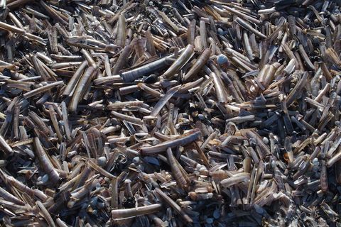 剃须刀壳，贝壳，海滩，海，海岸，贻贝，贝类，全框架