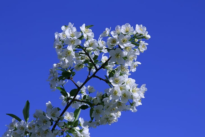 鸟樱花，樱花树，开花树，开花树，白色，自然，花