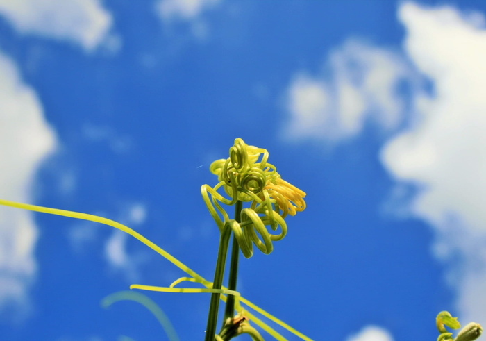 植物、芽、藤蔓、茎、绿、芽、蓝、天空