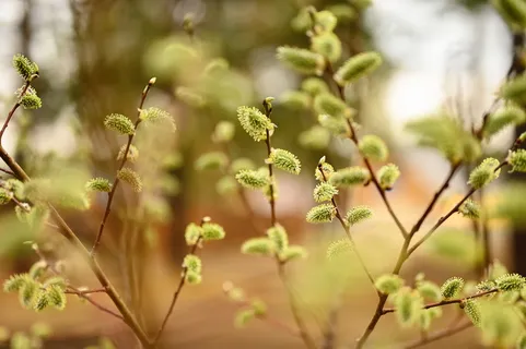 马鞭草, 春天, 自然, 季节, 棕榈星期日, 植物, 增长, 自然之美 马鞭草, 春天, 自然, 季节, 棕榈星期日, 植物, 增长, 自然之美