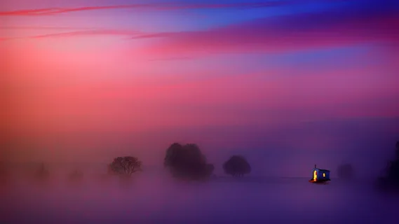 被雾覆盖的树木的摄影