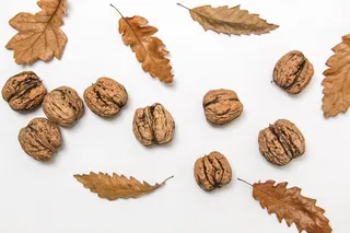 收集，干，干叶，秋天，叶，坚果，坚果壳，种子