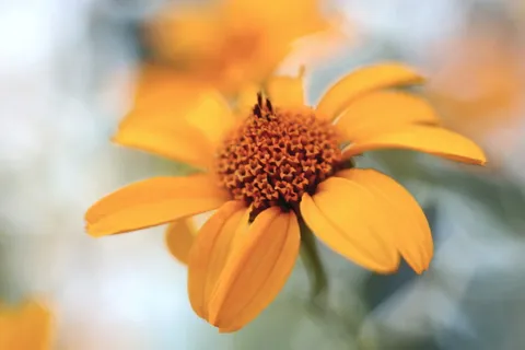 黄色，花，自然，夏天，开花，花园，开花植物，新鲜度