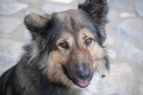 狗，宠物，动物，可爱的，朋友，一只动物，动物主题，狗