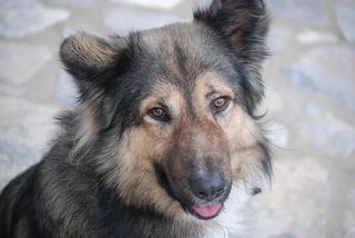 狗，宠物，动物，可爱的，朋友，一只动物，动物主题，狗