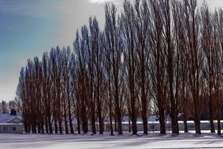 黑色、树、蓝色、天空、kz、dachau、memorial、Konzentationslager