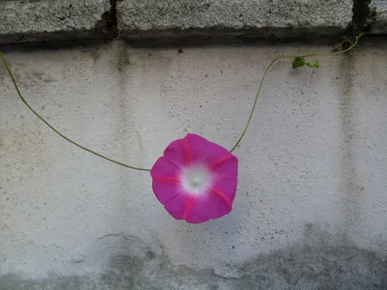 牵牛花,城市,篱笆,花,开花植物,植物,筑墙特征,脆弱性 牵牛花,城市,篱笆,花,开花植物,植物,筑墙特征,脆弱性