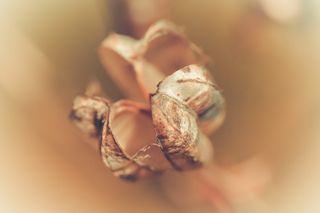 无脊椎动物、动物、海洋生物、植物、贝壳、蛤蜊、蛇、爬行动物