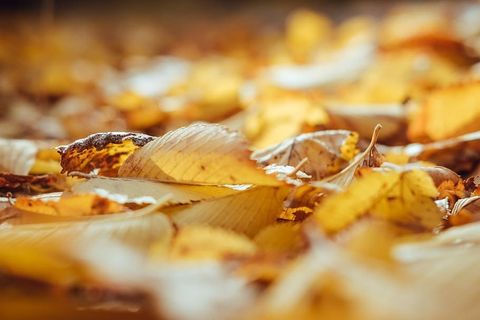 叶子的倾斜移位镜头摄影