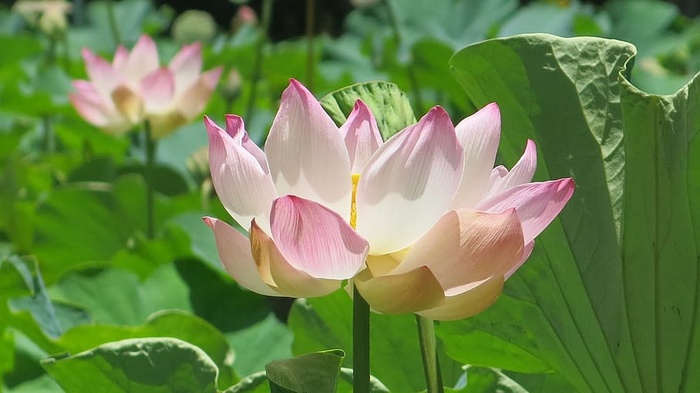 粉色和白色花瓣的花