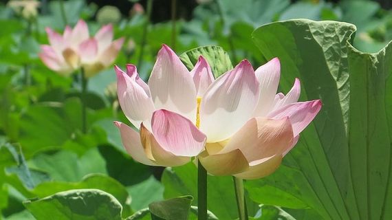 粉色和白色花瓣的花 粉色和白色花瓣的花