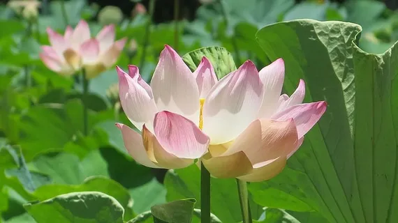 粉色和白色花瓣的花 粉色和白色花瓣的花