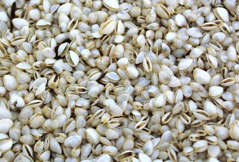 波罗的海蛤蜊,洗碗,小蛤蜊,daylights beach grenå,食品和饮料,全框架,食品,背景 波罗的海蛤蜊,洗碗,小蛤蜊,daylights beach grenå,食品和饮料,全框架,食品,背景