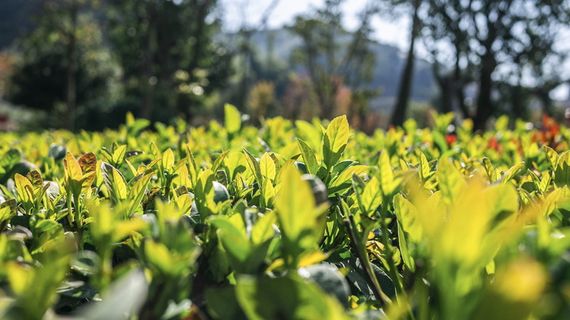 植物，陶器，盆栽植物，罐子，花瓶，绿色，植物，草药