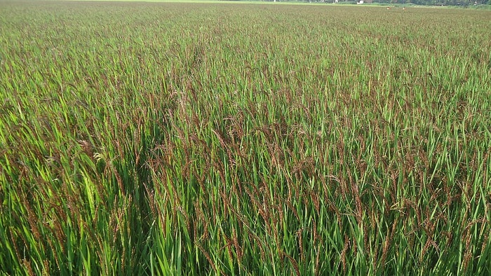 紫色水稻、草本水稻、黑米、植物、农田、生长、土地、景观