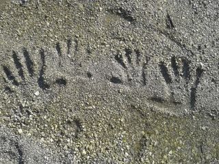 指纹，海滩，手，放松，灰色，无人，白天，陆地