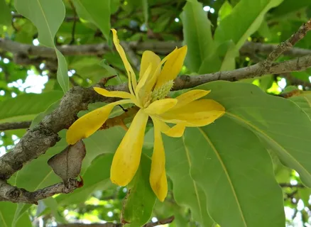 香柏,香柏,玉兰香柏,黄玉兰花,花,黄,柯达,印度 香柏,香柏,玉兰香柏,黄玉兰花,花,黄,柯达,印度