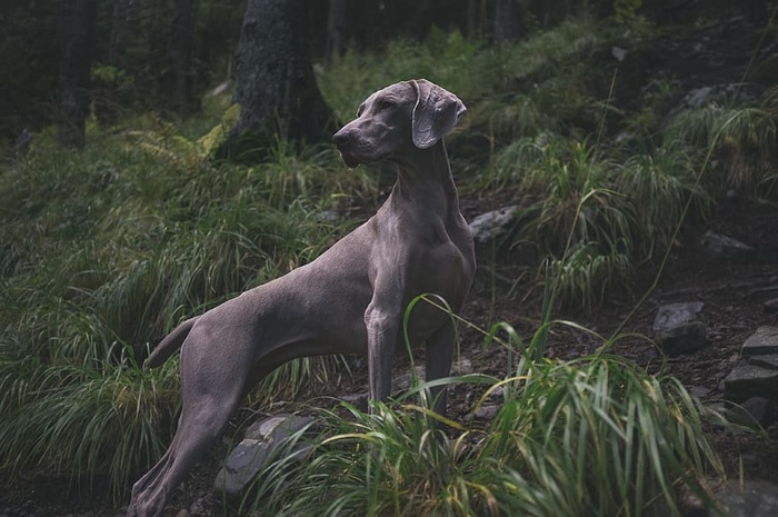 Weimaranar、品种、狗、动物、绿色、草、自然、岩石