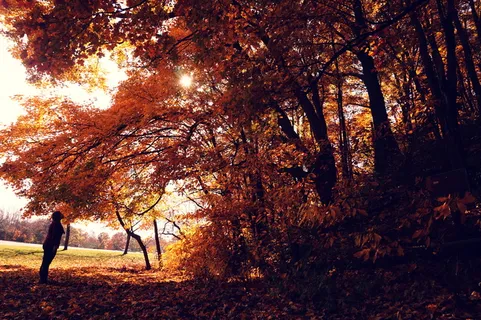 美国,哈特福德,范布伦小径州立公园,秋天的颜色,女孩,女孩凝视,生命之树,给予之树 美国,哈特福德,范布伦小径州立公园,秋天的颜色,女孩,女孩凝视,生命之树,给予之树