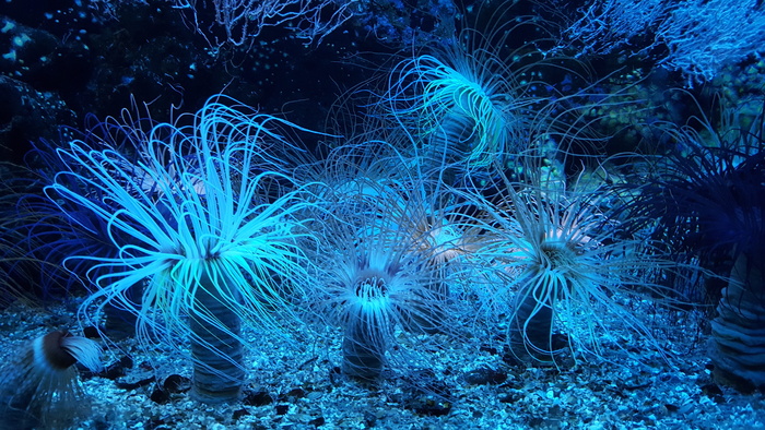 水下，照片，蓝色，动物，海葵，珊瑚礁，水族馆，潜水