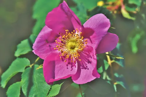 银莲花,小花,开花,开花,春花,春天,早花,白色 银莲花,小花,开花,开花,春花,春天,早花,白色