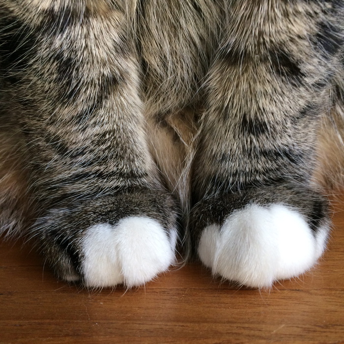 猫，爪子，mieze，爪子印，可爱，动物，哺乳动物，动物主题