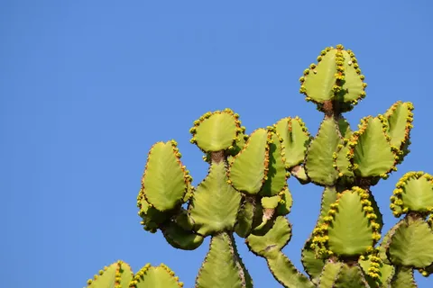 南非，克鲁格国家公园，植物，多刺，花朵，蓝色，灰色，霓虹灯