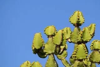 南非，克鲁格国家公园，植物，多刺，花朵，蓝色，灰色，霓虹灯