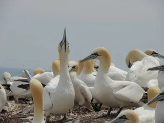 北塘鹅，鸟类，博纳文特岛，加斯佩半岛，鸟类，脊椎动物，野生动物，动物群