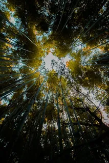 植物、阳光、光线、火炬、树木、竹子、自然、野生 植物、阳光、光线、火炬、树木、竹子、自然、野生