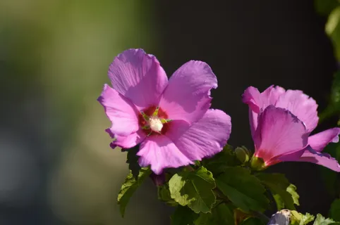 芙蓉,自然,花,洋红,植物,洋红,植物,花瓣,紫色 芙蓉,自然,花,洋红,植物,洋红,植物,花瓣,紫色