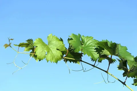 葡萄藤,天空,自然,植物,绿色,葡萄酒,叶子,植物部分 葡萄藤,天空,自然,植物,绿色,葡萄酒,叶子,植物部分