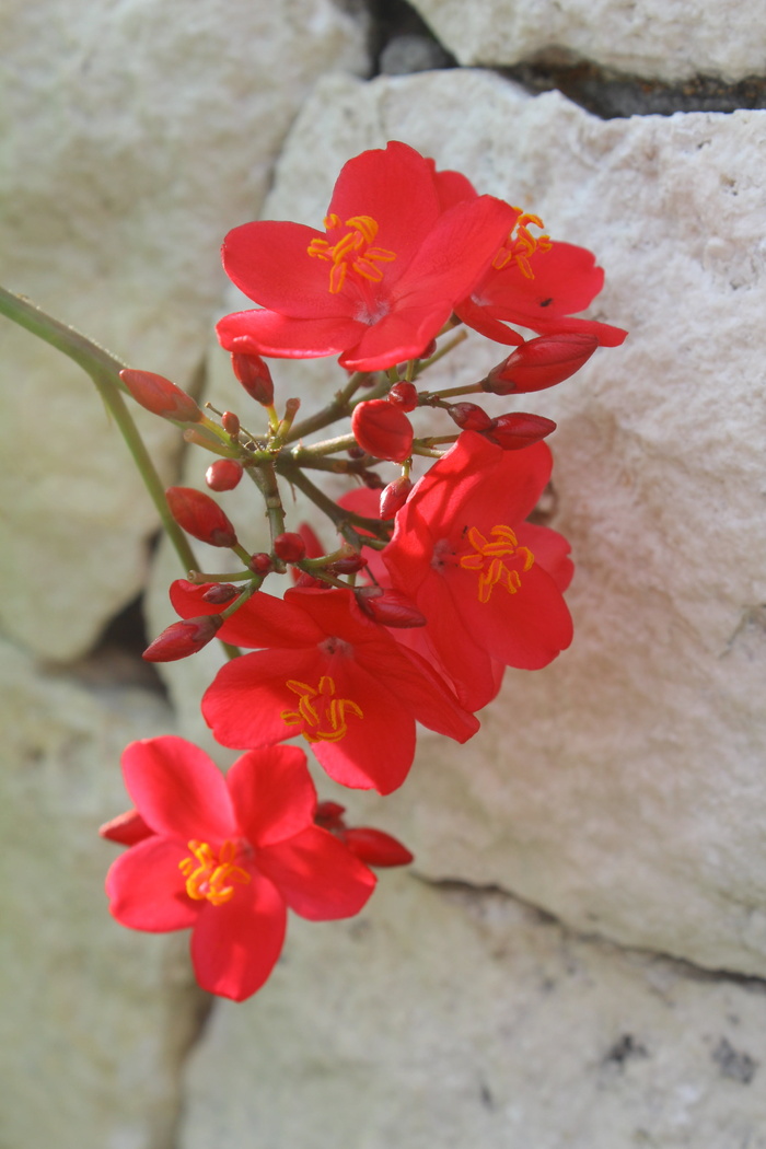 lebar cm岛，红花，花，自然，开花植物，植物，自然之美，花瓣