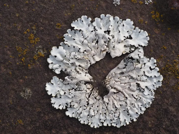 苔藓，白色，铁锈，白色，没有人，高角度观察，正上方，特写