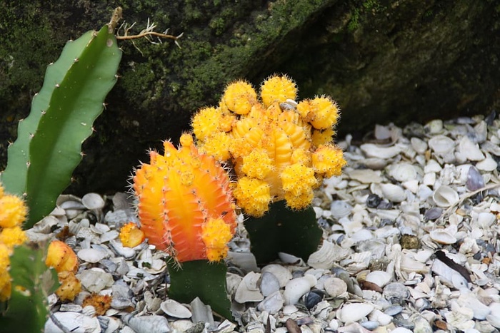 仙人掌，萌芽，多刺，植物，天然，开花，开花，花瓣