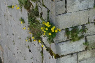 自然，最大的力量，植物，筑墙特征，开花植物，生长，花