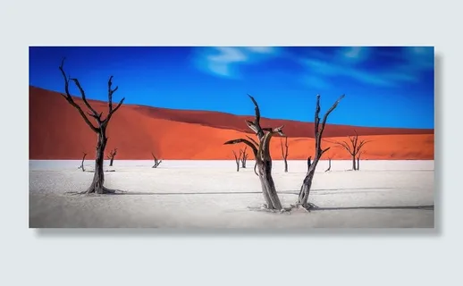 黑色，无叶树，广阔，土地，纳米比亚，荒野，树，树