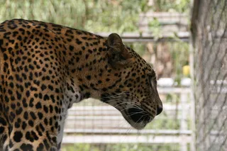 巴塞罗那, 哺乳动物, 动物, 野生动物, 捷豹, 豹, 巴塞罗那动物园, 西班牙